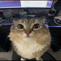 Cochelka