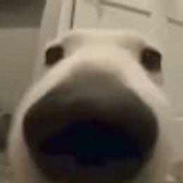 Zefirkazf