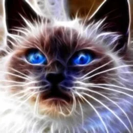 snowcat