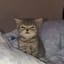 neron0386